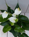 Flamingoplant Anthurium wit in rode pot 40 cm