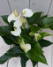 Flamingoplant Anthurium wit in taupe pot 40 cm