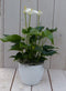 Flamingoplant Anthurium wit in witte pot 40 cm