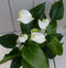Flamingoplant Anthurium wit in witte pot 40 cm