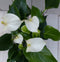 Flamingoplant Anthurium wit in zwarte/antraciete pot 40 cm