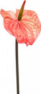 Fleurdirect Kunstbloem Anthurium - Polyester - - 0 x 65 x 0 cm (BxHxD)