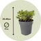 Plant in a Box - Pieris japonica 'Little Heath' - Set van 2 - Compact groeiende sierheester - Prachtige witte bloemknoppen - Pot 17cm - Hoogte 25-40cm