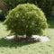 vidaXL - Plantenring - Wit - Ø40/70 - cm - Staal