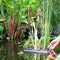 Floating Plant Island Oasis 30*40 cm