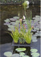Floating Plant Island Oasis 30*40 cm
