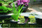 Floating plant island rond 35 cm