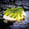 Floating Pond Light