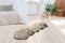 Floraya - Vloerkleed Tender - Groen - 60x180 cm - 52mm hoog - Hoogpolig