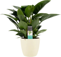 FloriaFor - Philodendron Congo Apple In ELHO Sierpot Brussels (soap) - - ↨ 70cm - ⌀ 20cm
