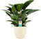 FloriaFor - Philodendron Congo Apple In ELHO Sierpot Brussels (soap) - - ↨ 70cm - ⌀ 20cm