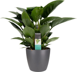 FloriaFor - Philodendron Congo Apple In ELHO Sierpot Brussels (antraciet) - - ↨ 70cm - ⌀ 20cm
