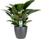 FloriaFor - Philodendron Congo Apple In ELHO Sierpot Brussels (antraciet) - - ↨ 70cm - ⌀ 20cm