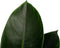 FloriaFor - Philodendron Congo Apple In ELHO Sierpot Brussels (antraciet) - - ↨ 70cm - ⌀ 20cm