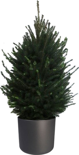 FloriaFor - Picea Glauca Super Green In ELHO B.for Soft Rond Sierpot (antraciet) - - ↨ 110cm - ⌀ 30cm