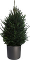 FloriaFor - Picea Glauca Super Green In ELHO B.for Soft Rond Sierpot (antraciet) - - ↨ 110cm - ⌀ 30cm