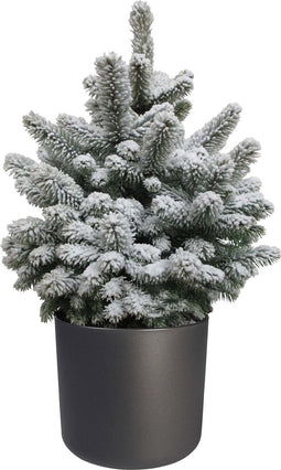 FloriaFor - Picea Sneeuw In ELHO B.for Soft Rond Sierpot (antraciet) - - ↨ 75cm - ⌀ 25cm