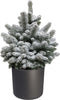 FloriaFor - Picea Sneeuw In ELHO B.for Soft Rond Sierpot (antraciet) - - ↨ 75cm - ⌀ 25cm