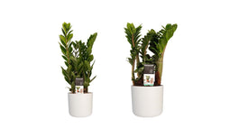 Combi 1 x Zamio Zenzi 1 x Zamio Culcas met Elho B.for soft white ↨ 40cm - 2 stuks - hoge kwaliteit planten