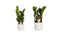 Combi 1 x Zamio Zenzi 1 x Zamio Culcas met Elho B.for soft white ↨ 40cm - 2 stuks - hoge kwaliteit planten