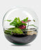 Biodome Bush