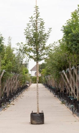 Sierappel Evereste | Malus 'Evereste' 14-18 cm | Bomenbezorgd.nl