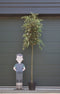 Steeneik Quercus ilex h 375 cm st. omtrek 17 cm st. h 190 cm