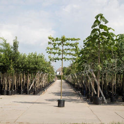 Leilinde 8-12 cm omtrek van de stam + aanplantpakket