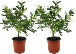Plant in a Box - Mimosa acacia dealbata - Set van 2 - Mimosa struik - Mimosa met mooie helder gele bloemen - Pot 15cm - Hoogte 40-50cm