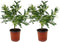 Plant in a Box - Mimosa acacia dealbata - Set van 2 - Mimosa struik - Mimosa met mooie helder gele bloemen - Pot 15cm - Hoogte 40-50cm