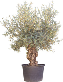 Olijfboom Olea europaea 200 cm I