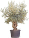 Olijfboom Olea europaea 200 cm I