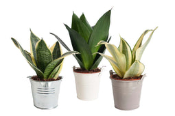 Mini Green | Trio Sansevieria in zink