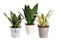 Mini Green | Trio Sansevieria in zink