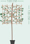 Olijfwilg leiboom 150 cm Elaeagnus ebbingei 270 cm