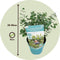 Plant in a Box - Eucalyptus 'Baby Blue' - Set van 2 - Eucalyptusstruiken - ⌀15cm - Hoogte 35-45 cm