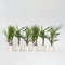 Plant in a Box - Mix van 6 Palmen - Kamerplanten - Phoenix - Yucca Washingtonia - Pot 14cm - Hoogte 50-70cm