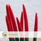 Plant in a Box - Sansevieria Cylindrica - Velvet Touchz - Vrouwentong - Inclusief Rode Decoratieve Pot - Hoogte 20-40cm - Pot 9cm