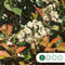Bol Photinia Photinia f. Red Robin h 225 cm st. omtrek 8 cm st. h 1...