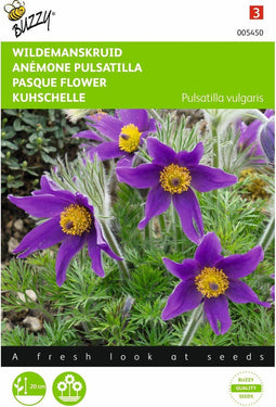 2 stuks - Buzzy - Pulsatilla vulgaris anemone