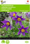 2 stuks - Buzzy - Pulsatilla vulgaris anemone