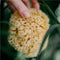 Croll & Denecke Natuurspons – Natuurlijke spons – Badspons – 100% Natuurlijk & Plasticvrij – ⌀ 10 cm