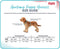Company of Animals - Anatomy Halti - Puppy Harness - Grijs - Maat: XS - Nekomvang: 28-44 cm - Borstomvang: 28-44 cm
