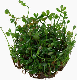 Eg marsilea crenata nr77