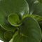 Peperomia Obtusifolia