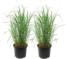 Plant in a Box - Panicum virgatum 'Heavy Metal' - Set van 2 - Vingergras - Siergras - Tuinplant - ⌀ 23 cm - Hoogte 40-60 cm