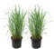 Plant in a Box - Panicum virgatum 'Heavy Metal' - Set van 2 - Vingergras - Siergras - Tuinplant - ⌀ 23 cm - Hoogte 40-60 cm