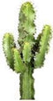 Euphorbia cactus (Erytrea) ↨ 55cm - hoge kwaliteit planten