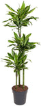 Goed & Groen - Dracaena Gold Coast - Drakenbloedboom - XL -↨ 160cm - Potmaat 24 - Exclusieve Kwaliteit Planten - Kamer Plant - Kamerplanten - Sfeer - Interieur