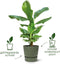Elho Greenville Rond 55 - Grote Bloempot Buiten - Waterreservoir - 100% Gerecycled Plastic - Ø 55 x H 50 cm - Living black